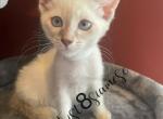 RARE MALE SIAMESE TORTIE - Siamese Cat For Sale - Waterbury, CT, US