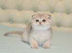 Lola - Scottish Fold Cat For Sale - NY, US