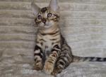 Nasams - Bengal Cat For Sale - Brooklyn, NY, US