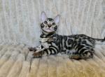 Olivia - Bengal Cat For Sale - Brooklyn, NY, US