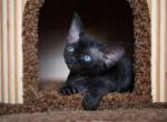 Nektarin - Devon Rex Cat For Sale - Brooklyn, NY, US