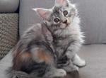 Aurora - Maine Coon Cat For Sale - Brooklyn, NY, US