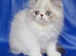 Olivia PER - Persian Cat For Sale - Brooklyn, NY, US