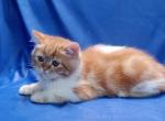 Oda EXO - Exotic Cat For Sale - Brooklyn, NY, US