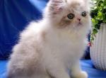 Odie PER - Persian Cat For Sale - Brooklyn, NY, US