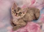 Yummy DVR - Devon Rex Cat For Sale - Brooklyn, NY, US