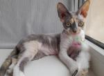 Viola DVR - Devon Rex Cat For Sale - Brooklyn, NY, US