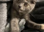 Pebbles - Scottish Fold Cat For Sale - Brooklyn, NY, US