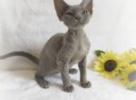 Bluee - Devon Rex Cat For Sale - Brooklyn, NY, US