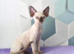 Duncan - Devon Rex Cat For Sale - Brooklyn, NY, US