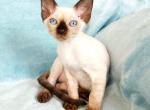 Penny - Devon Rex Cat For Sale - Brooklyn, NY, US