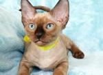 Harley - Devon Rex Cat For Sale - Brooklyn, NY, US