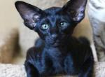 Gomez - Oriental Cat For Sale - Brooklyn, NY, US