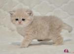 Marsel - British Shorthair Cat For Sale - NY, US