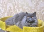 Valentin 4 - British Shorthair Cat For Sale - NY, US