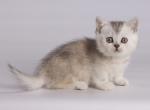 Basia - Munchkin Cat For Sale - Hollywood, FL, US