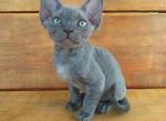 Samuel - Devon Rex Cat For Sale - Miami, FL, US