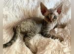 Poe - Devon Rex Cat For Sale - Williamsburg, VA, US