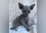 Pewter - Devon Rex Cat For Sale - Williamsburg, VA, US