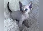 Pasha - Devon Rex Cat For Sale - Williamsburg, VA, US