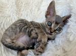 Priscilla - Devon Rex Cat For Sale - Williamsburg, VA, US