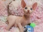 Al Canelo - Sphynx Cat For Sale - Mundelein, IL, US