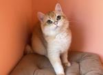 Qiwi ny12 color - British Shorthair Cat For Sale - Los Angeles, CA, US