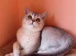 Dana - British Shorthair Cat For Sale - Los Angeles, CA, US