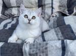 Dayana - British Shorthair Cat For Sale - Los Angeles, CA, US