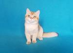 Mona - British Shorthair Cat For Sale - Los Angeles, CA, US