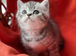 Hana - British Shorthair Cat For Sale - Los Angeles, CA, US