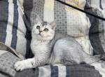 Ava - British Shorthair Cat For Sale - Los Angeles, CA, US