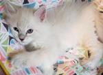 Leo - Himalayan Cat For Sale - Dallas, TX, US