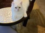 Toti - Himalayan Cat For Sale - Dallas, TX, US