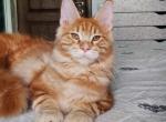 Jo Jo - Maine Coon Cat For Sale - Brooklyn, NY, US