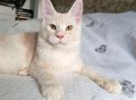 Obelix - Maine Coon Cat For Sale - Brooklyn, NY, US