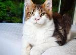 Krakatoa Palmiracoon - Maine Coon Cat For Sale - Brooklyn, NY, US