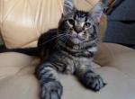 Klaudia Palmiracoon - Maine Coon Cat For Sale - Brooklyn, NY, US