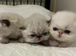 CFA Himalayan Kittens - Himalayan Cat For Sale - Marietta, GA, US