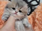 Kiyo - Scottish Fold Cat For Sale - Levittown, PA, US