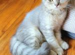 Krissy - Scottish Fold Cat For Sale - New York, NY, US