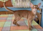 Jack - Abyssinian Cat For Sale - Odesa, Odessa Oblast, UA