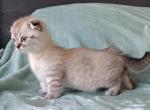 Scottish Kilt Munchkin - Munchkin Cat For Sale - Sacramento, CA, US