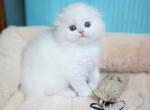 Vegas - Scottish Fold Cat For Sale - Hollywood, FL, US