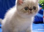 Ophelia - Exotic Cat For Sale - Hollywood, FL, US