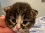 Bitsy - Siberian Cat For Sale - Clintwood, VA, US