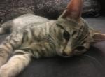 Sirius - American Shorthair Cat For Adoption - Albany, NY, US