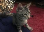 Happy - American Shorthair Cat For Adoption - Albany, NY, US