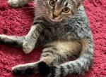 Mimi - American Shorthair Cat For Adoption - Albany, NY, US