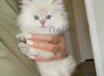 Colorpoint blue eyed British female - British Shorthair Cat For Sale - Thornton, CO, US